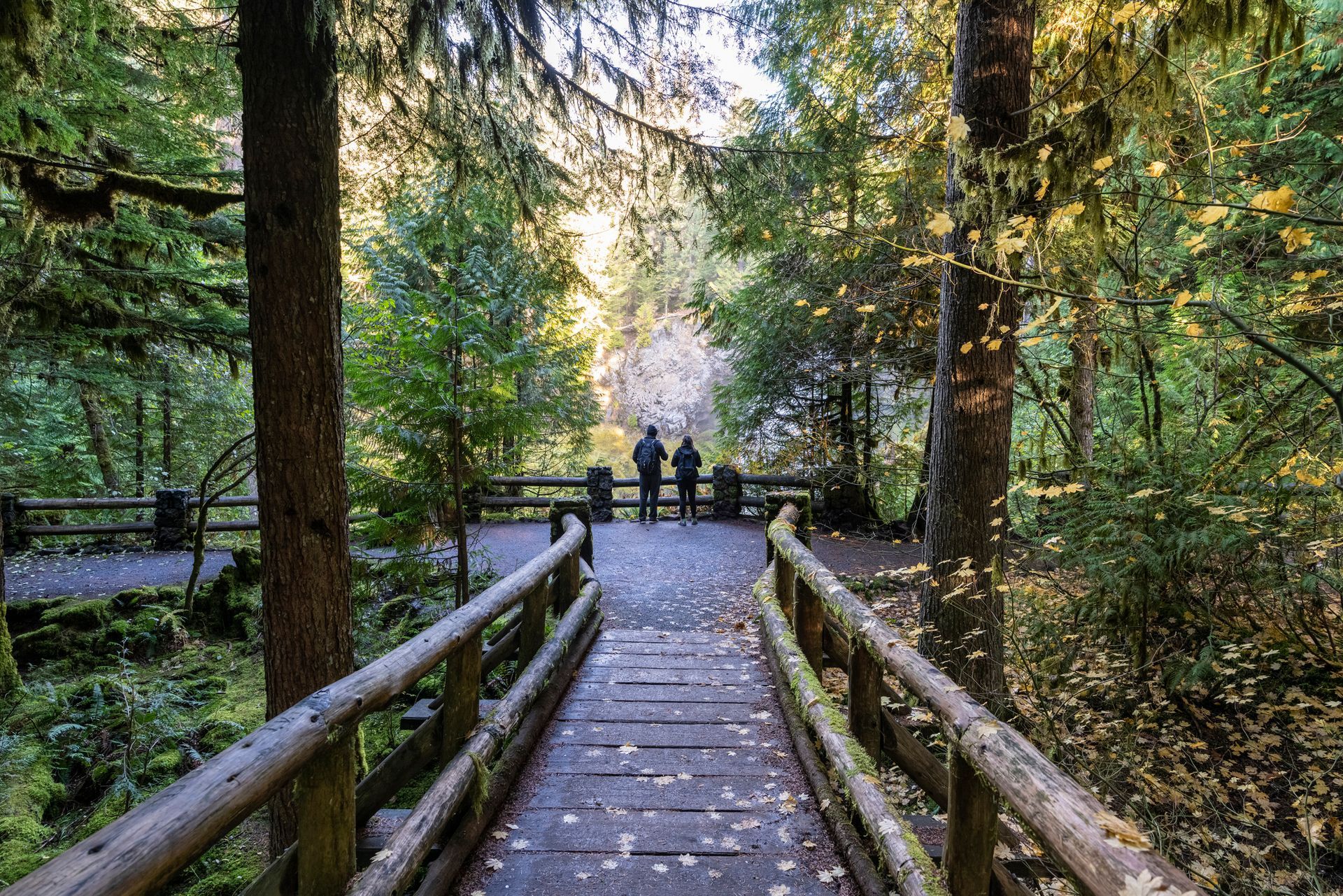 A view of a lush green forest trail in Oregon