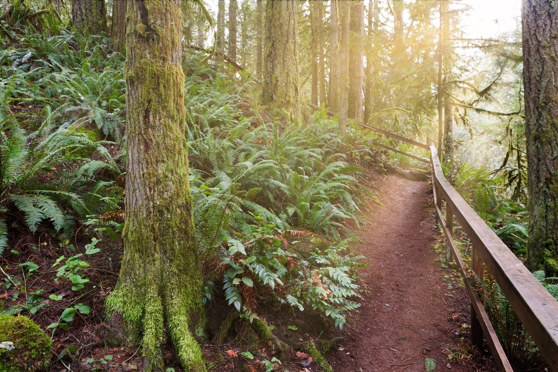 Hiking Trail at McDowell Creek Falls County Park in Lebanon, Oregon
