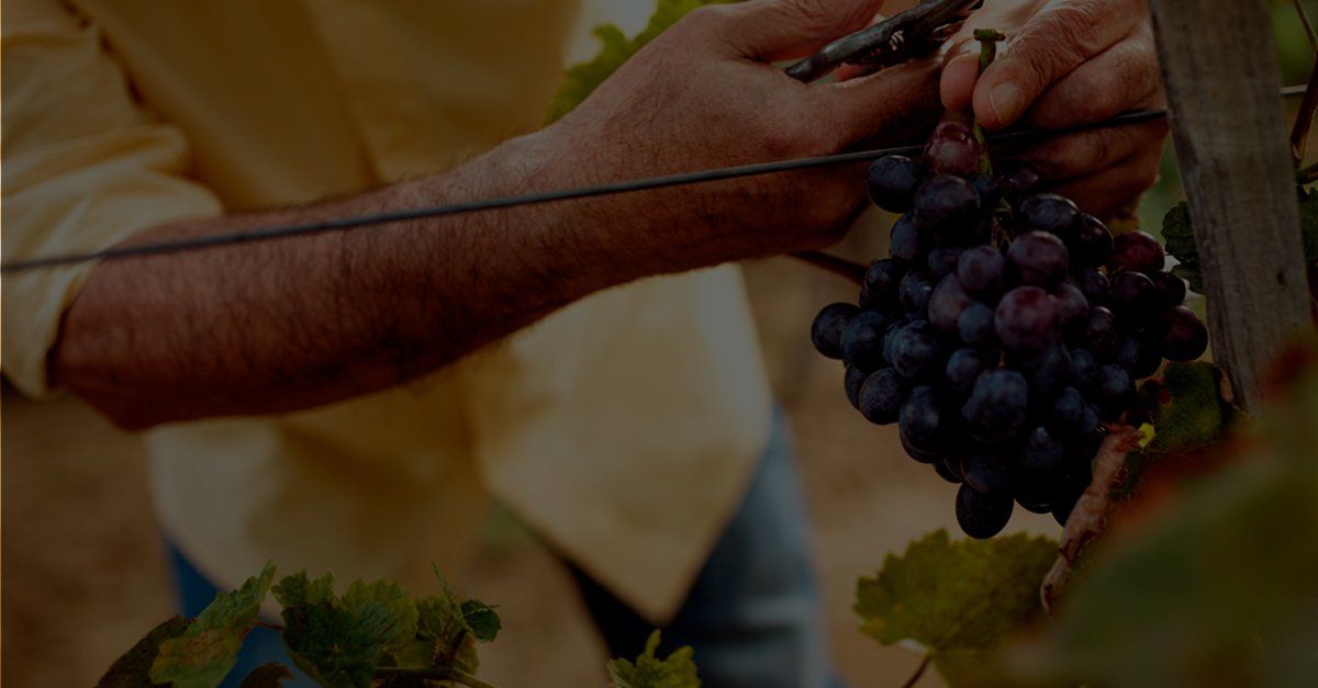 Using Winery ERP to Maximize Wine Harvest Efficiency