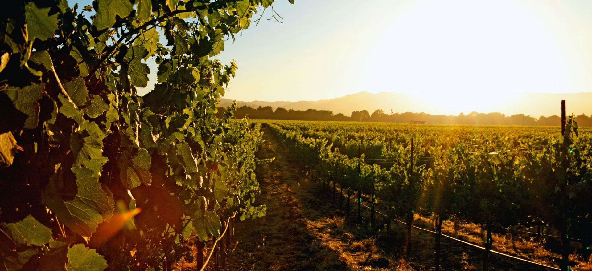 The sun is shining through the trees in a vineyard at sunset.