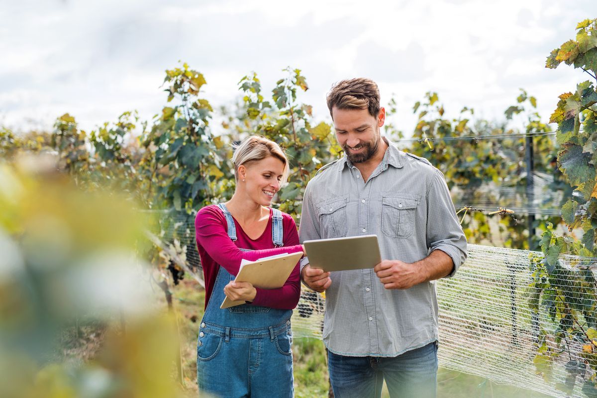 Man and woman working on tablet in vineyard