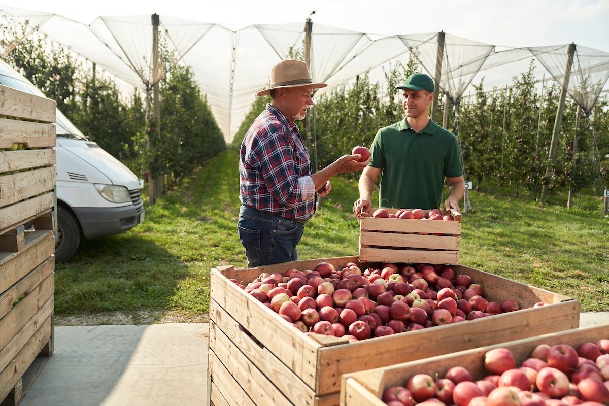 Apple farmer inspecting crop before selling