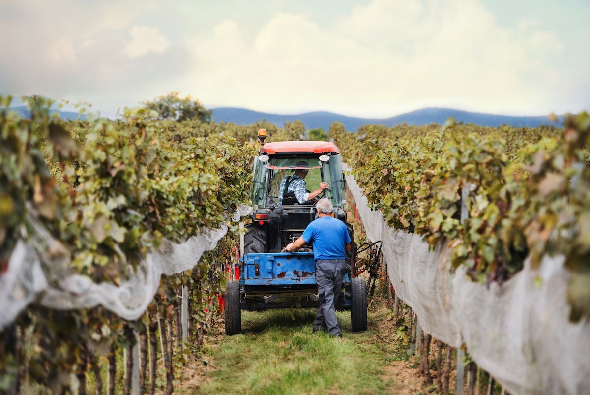 Rear view of tractor with farmers harvesting grapes in vineyard