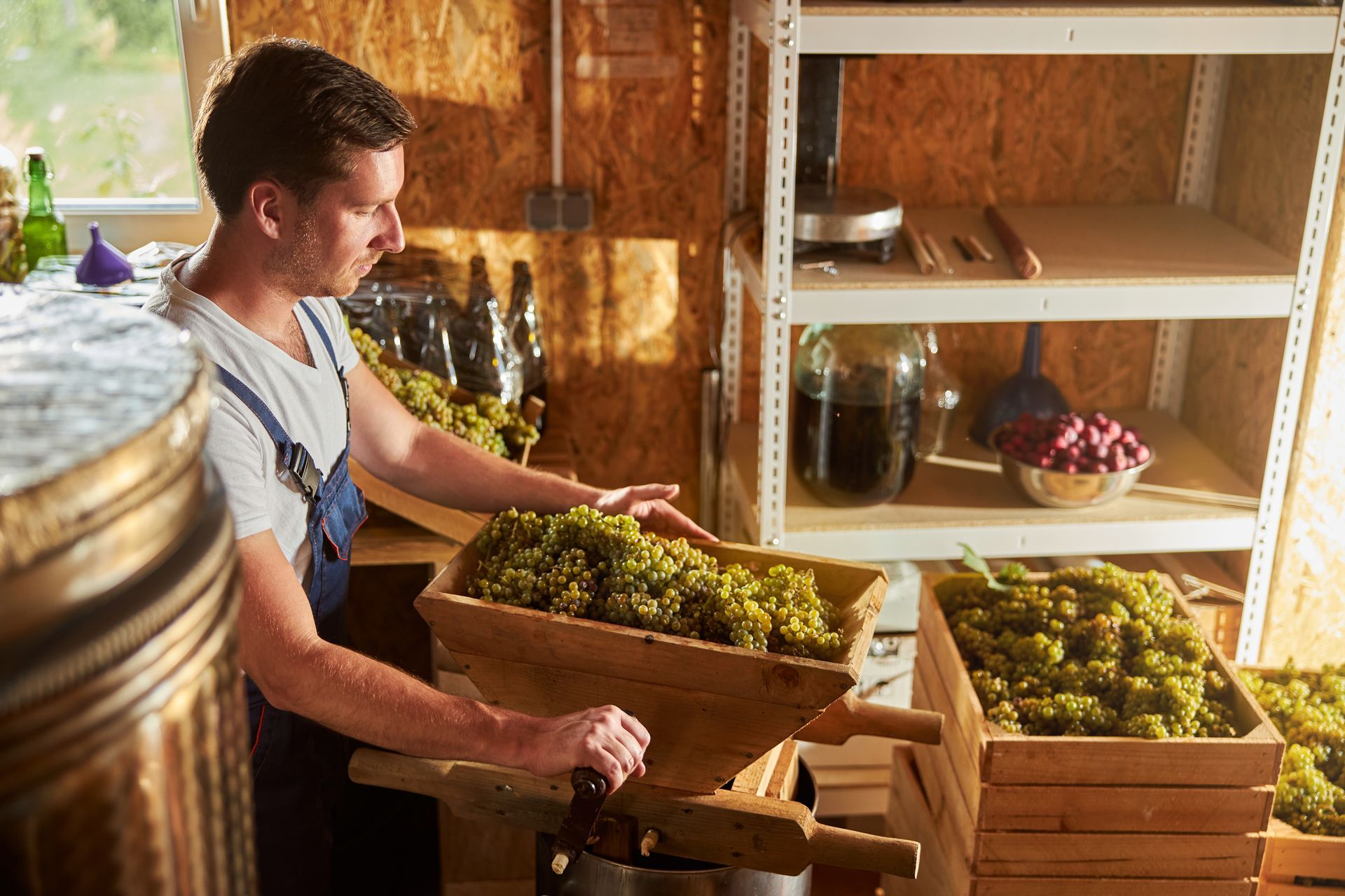 Man harvesting grapes at winery