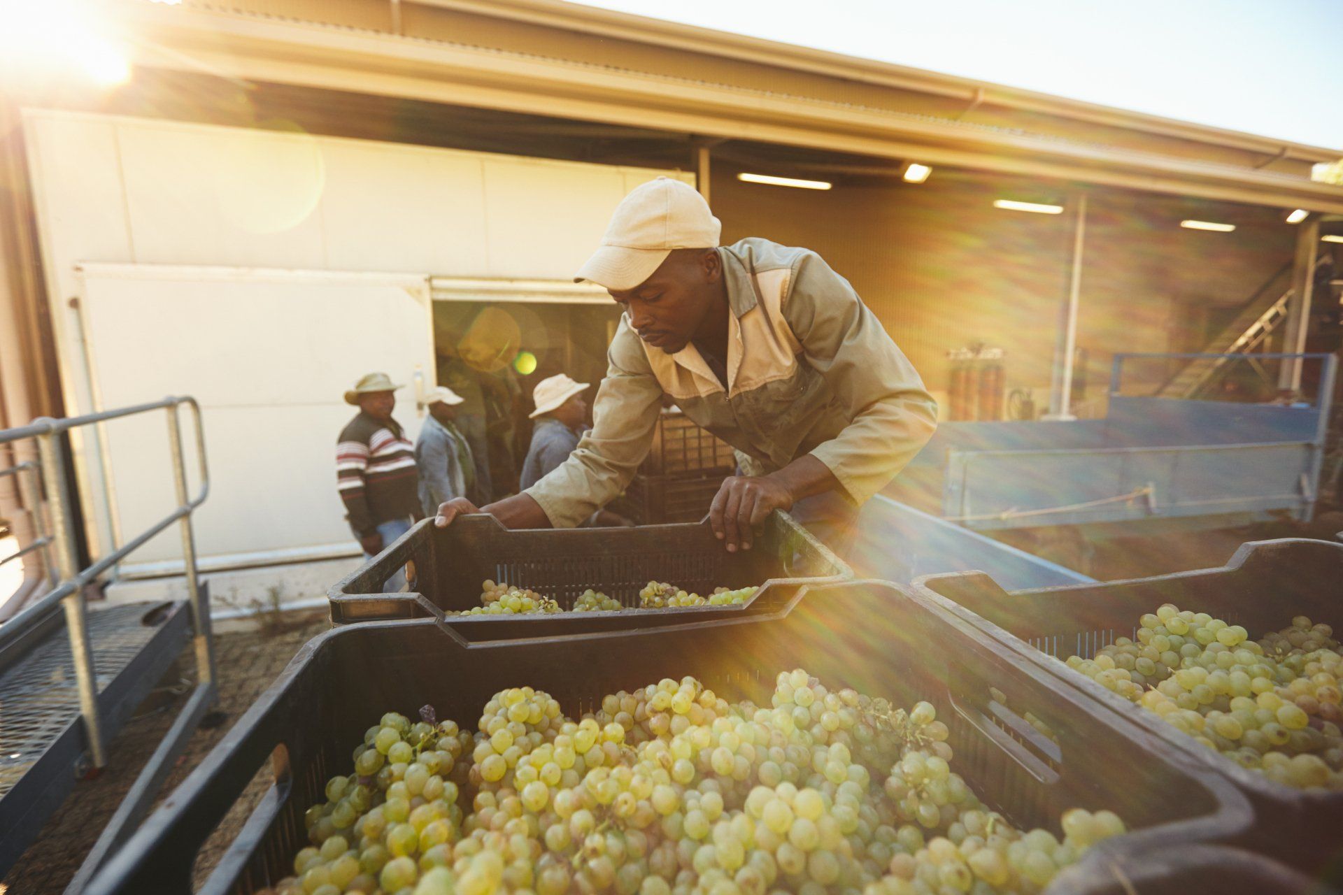 Image of a Black man wearing a beige cap unloading crates of green grapes from the back of a truck.