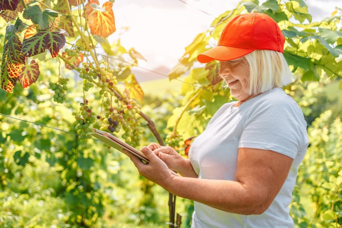 Female farmer recording data about grapes before winery harvest