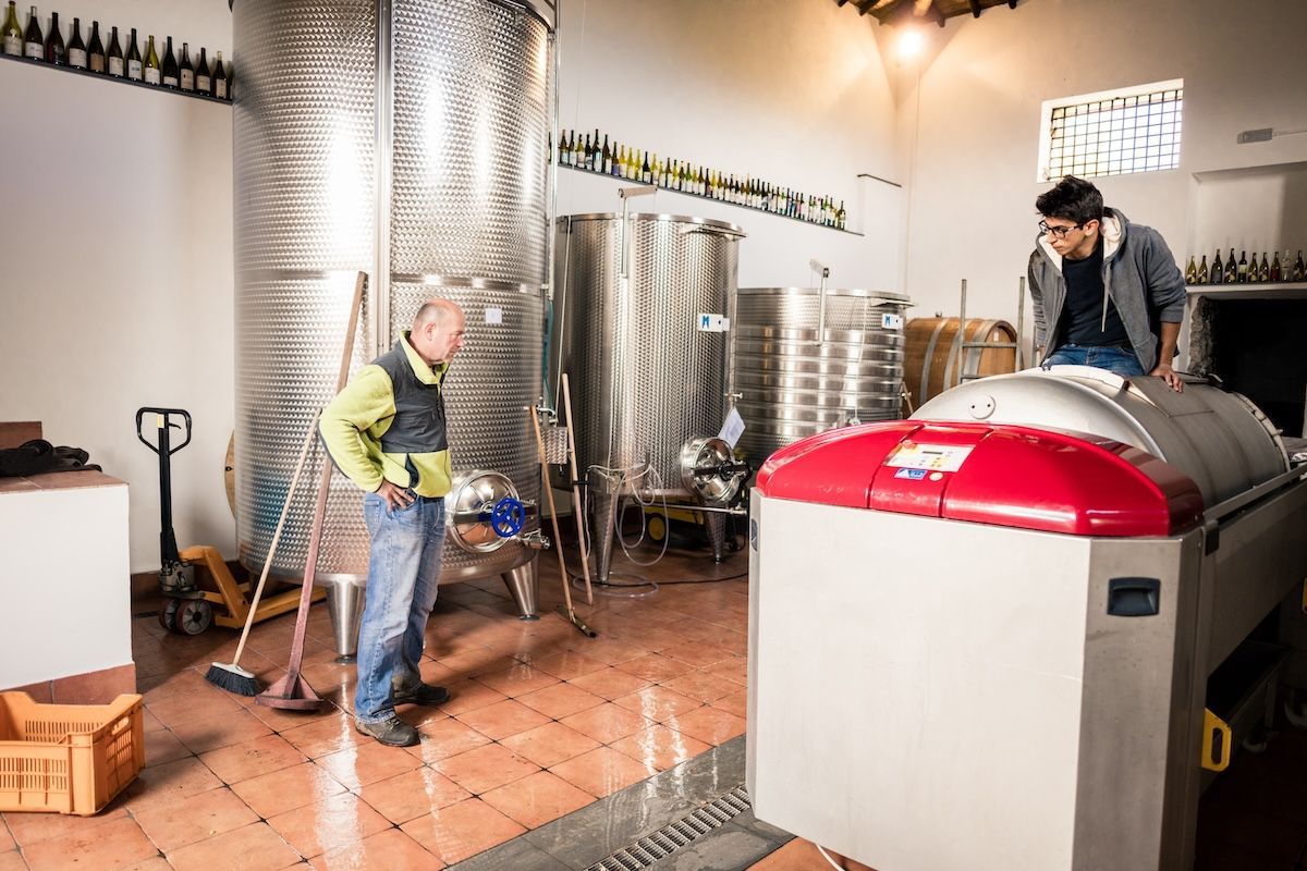 Young winery employee stepping on harvested grapes