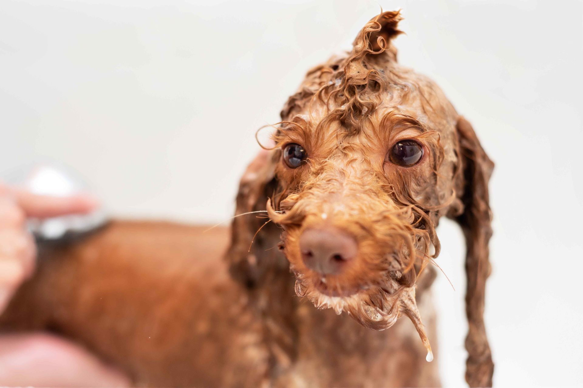 Wet Dog after Shower