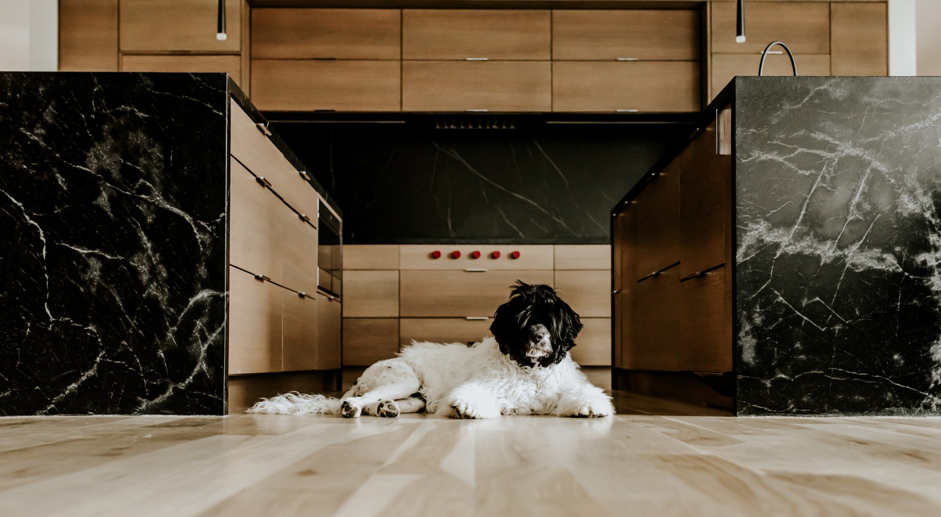 Dog sitting on floor of kitchen