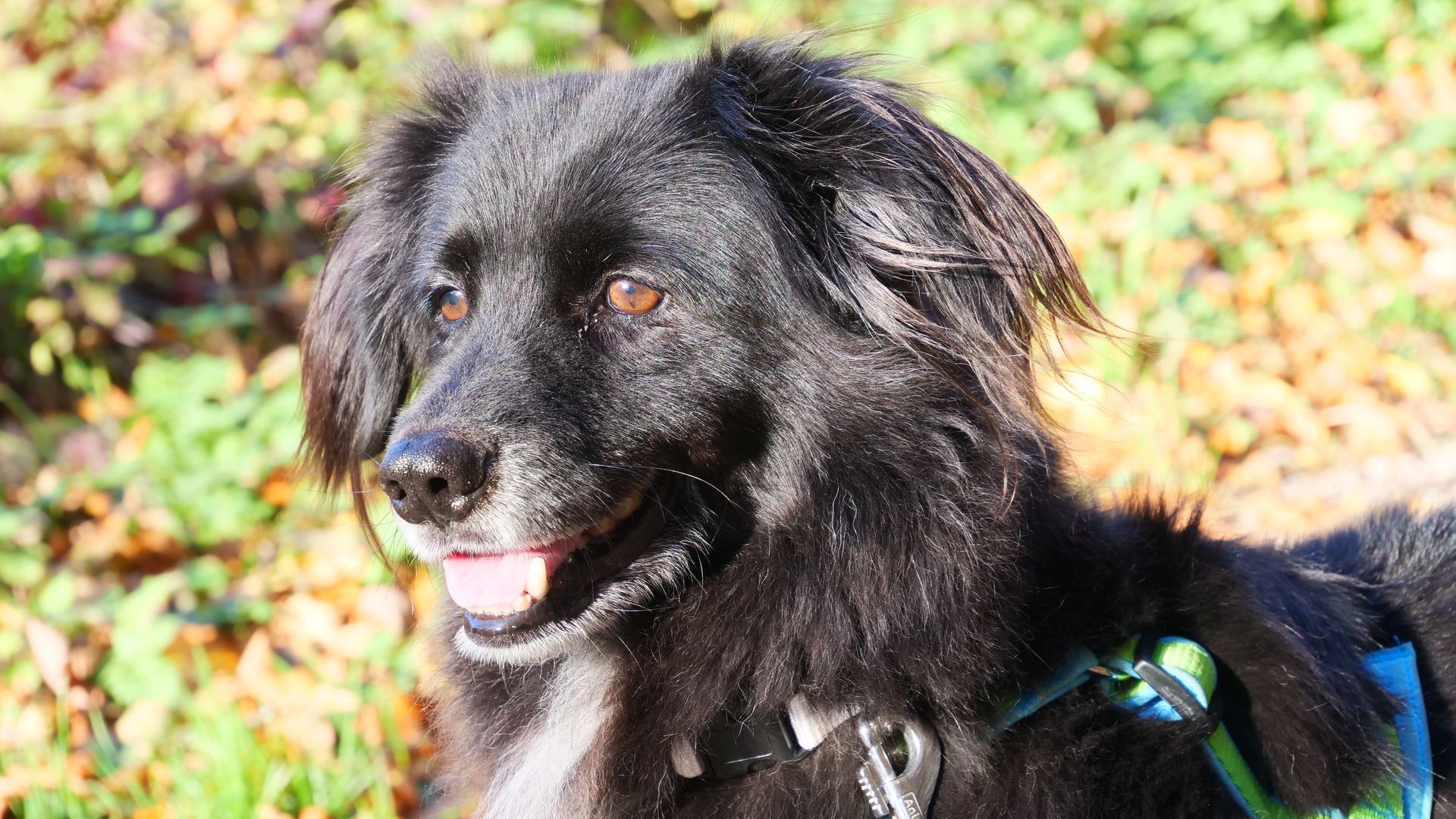 Schwarzer Hund mit weißer Brust, hechelnd, im Freien, trägt ein Geschirr.