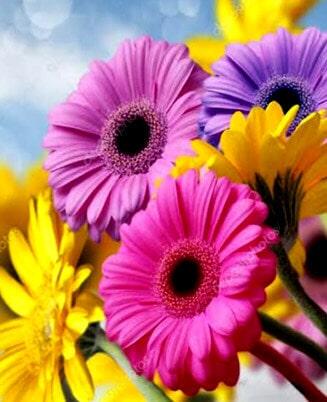venta de flores