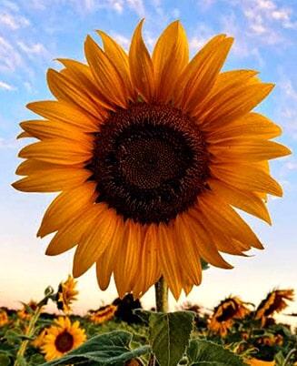 girasol