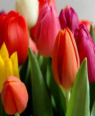 tulipanes
