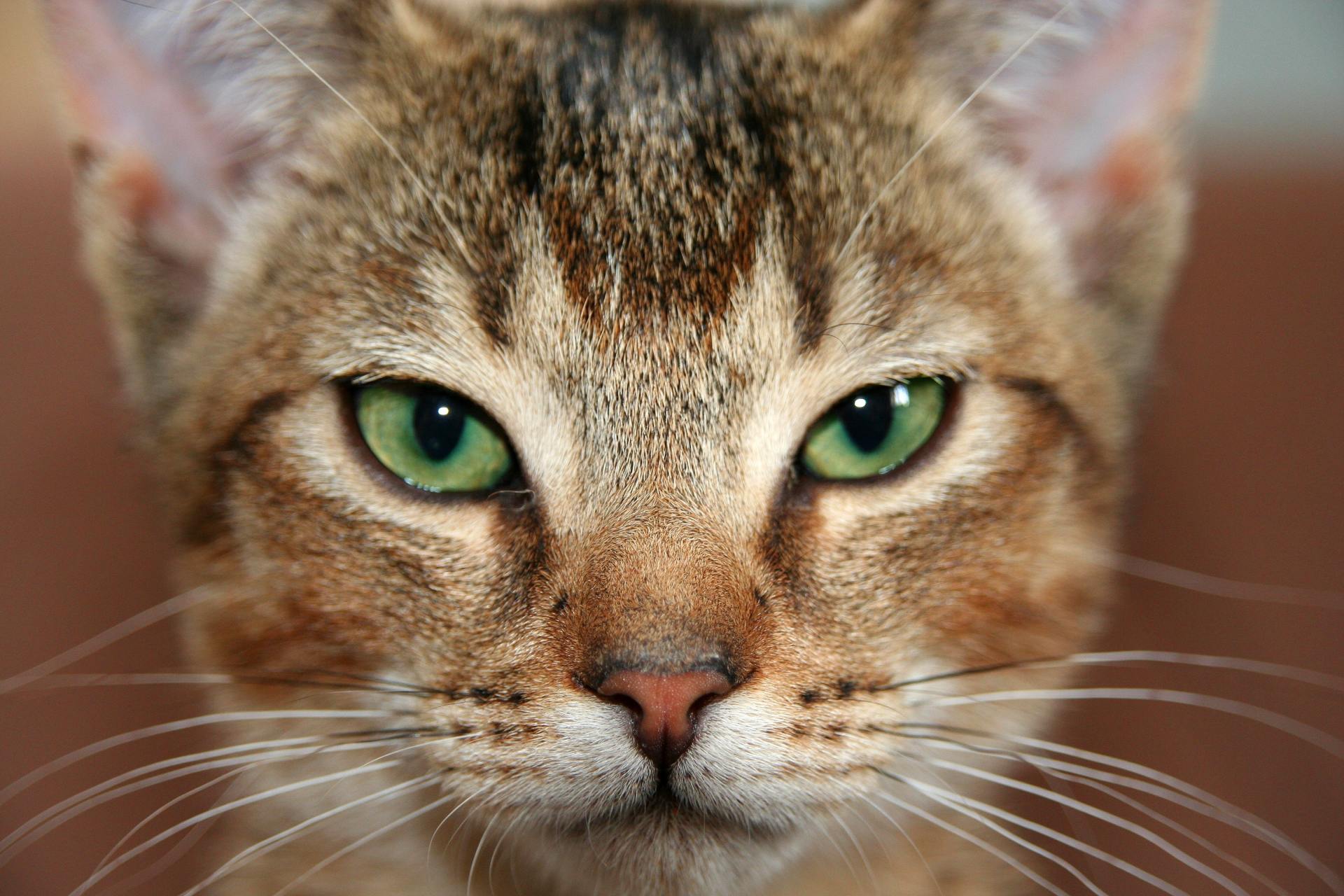 Close-up portrait of a brown tabby cat with striking green eyes, looking directly into the camera.