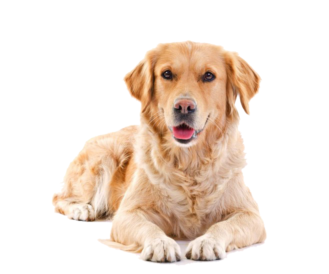 A golden retriever lying down against a white background, looking toward the camera with its mouth slightly open.