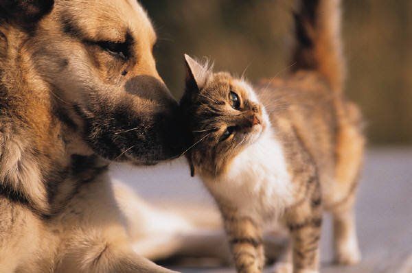 A tan dog and a small, brown and white tabby cat gently touch noses in a friendly, outdoor setting.
