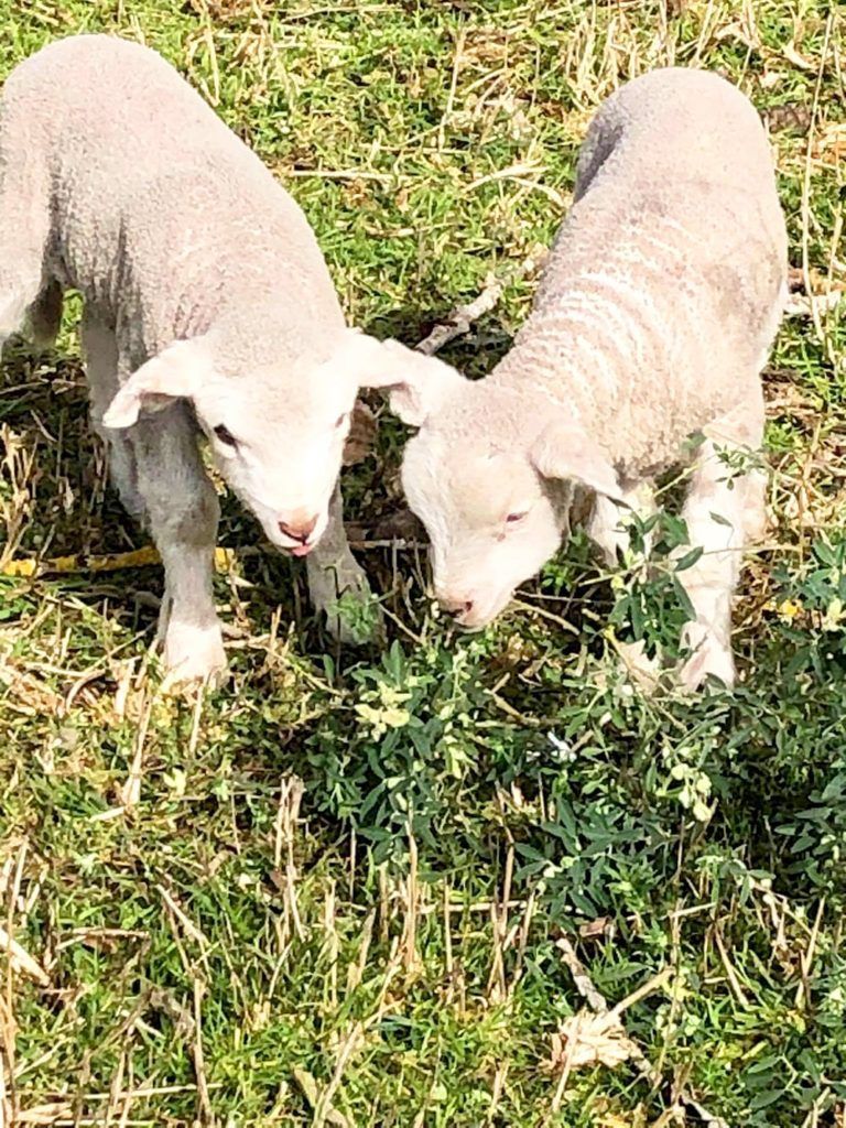 Two lambs are eating grass in a field.