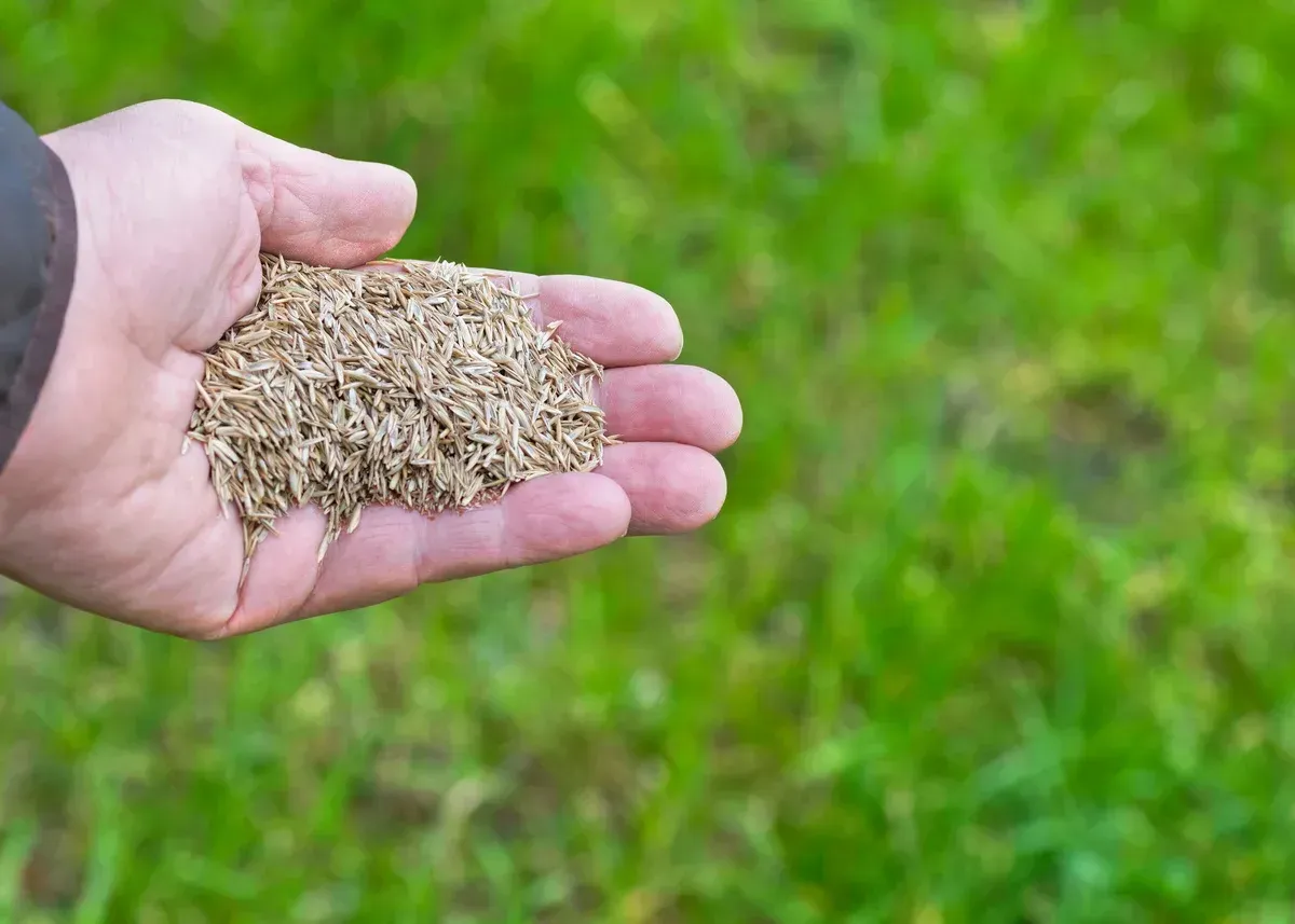 lawn overseeding in springdale ar