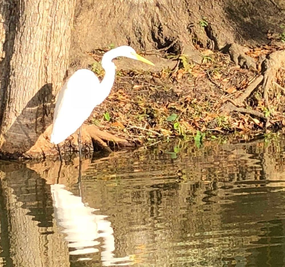 A white bird with a yellow beak is standing in the water near a tree