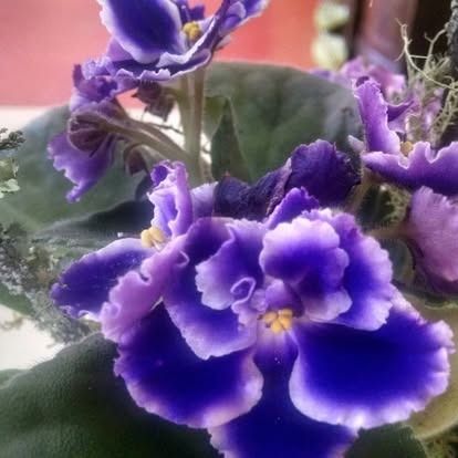 Purple and white African violet flowers, close-up.