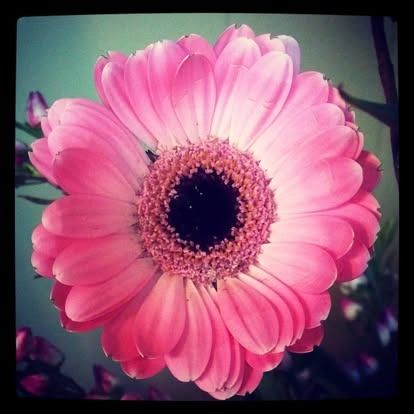 Pink gerbera daisy with dark center.