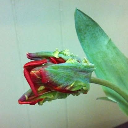 A red and green Parrot tulip with a large, green leaf.