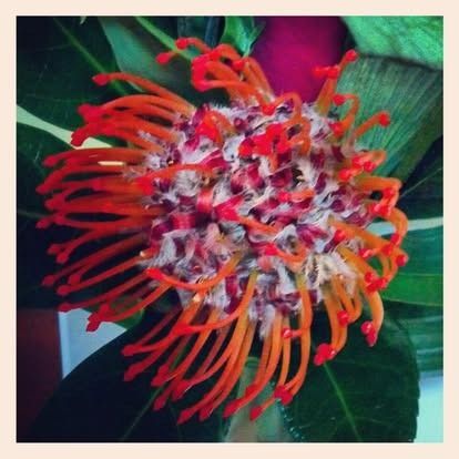Close-up of a vibrant pincushion protea flower with orange and red 