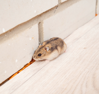 rodent control services in Kirkland WA
