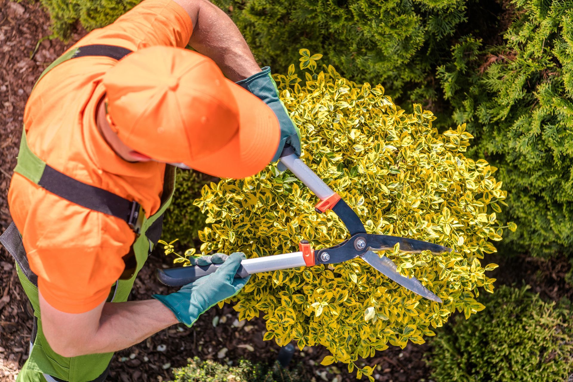 Professional tree trimming in Kalamazoo, MI by J & B Professional Tree Service, arborist pruning a v