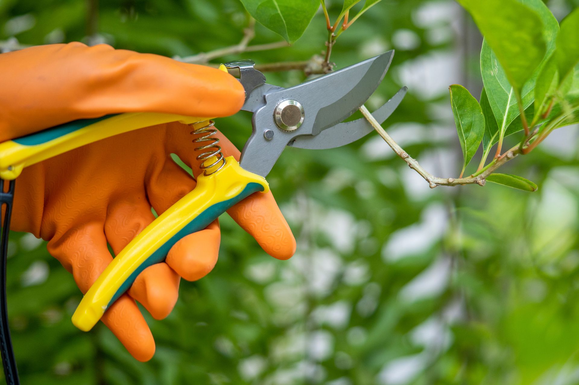 Gardener pruning trees with pruning shears on nature background.