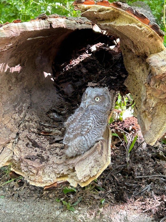 Owl in gray and brown plumage nestled inside a hollow log.