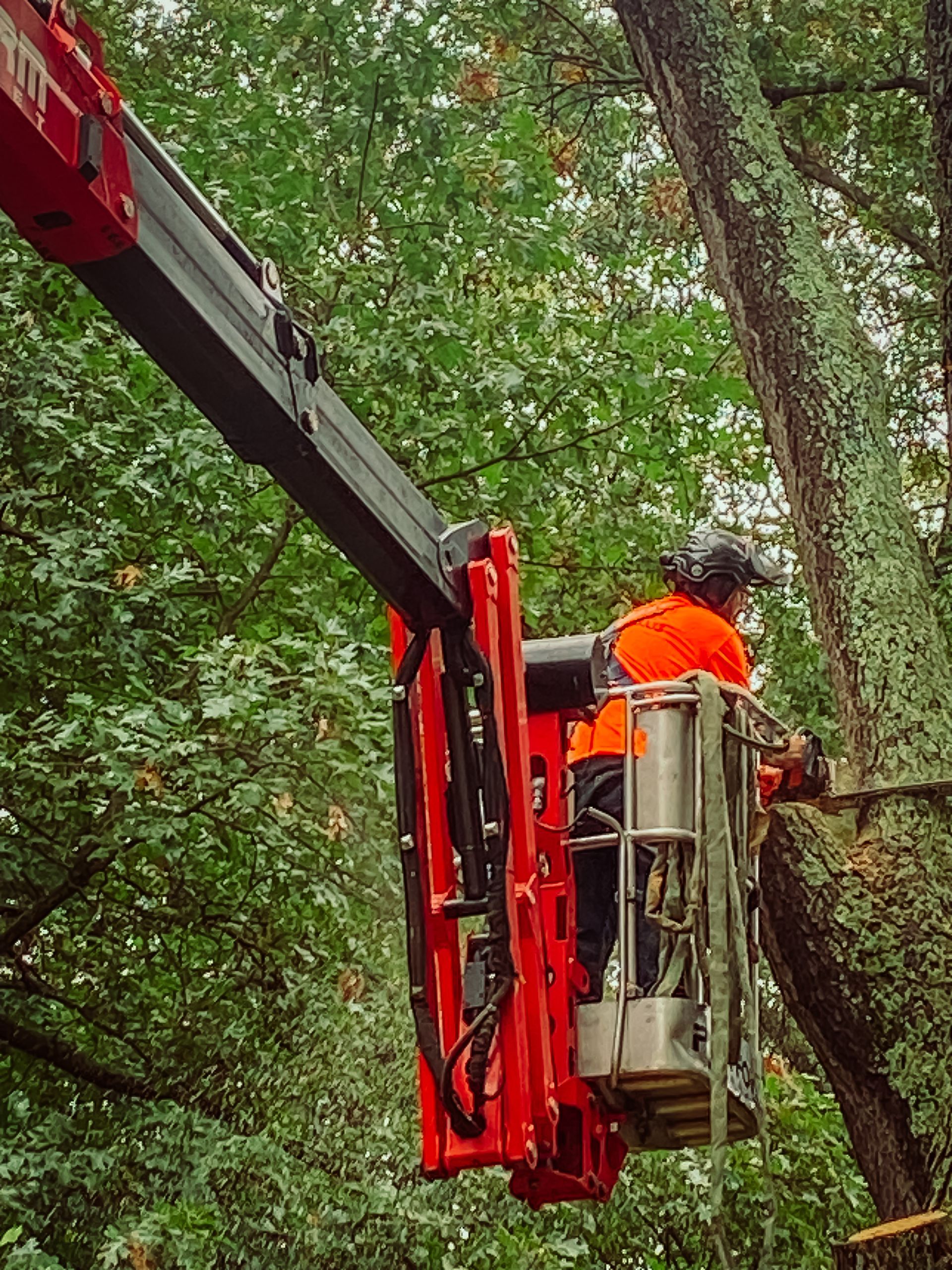 Person in orange safety gear using chainsaw from a red aerial lift trimming tree branches in a wooded area.