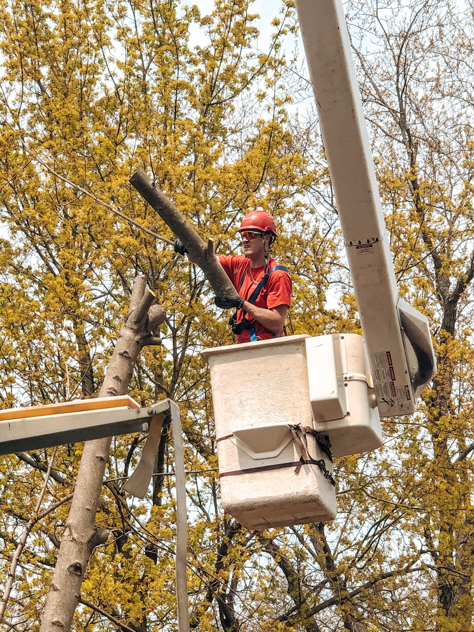 Tree trimmer in a bucket lift, cutting branches. Red shirt, hard hat, safety harness. Outdoors, sunny.