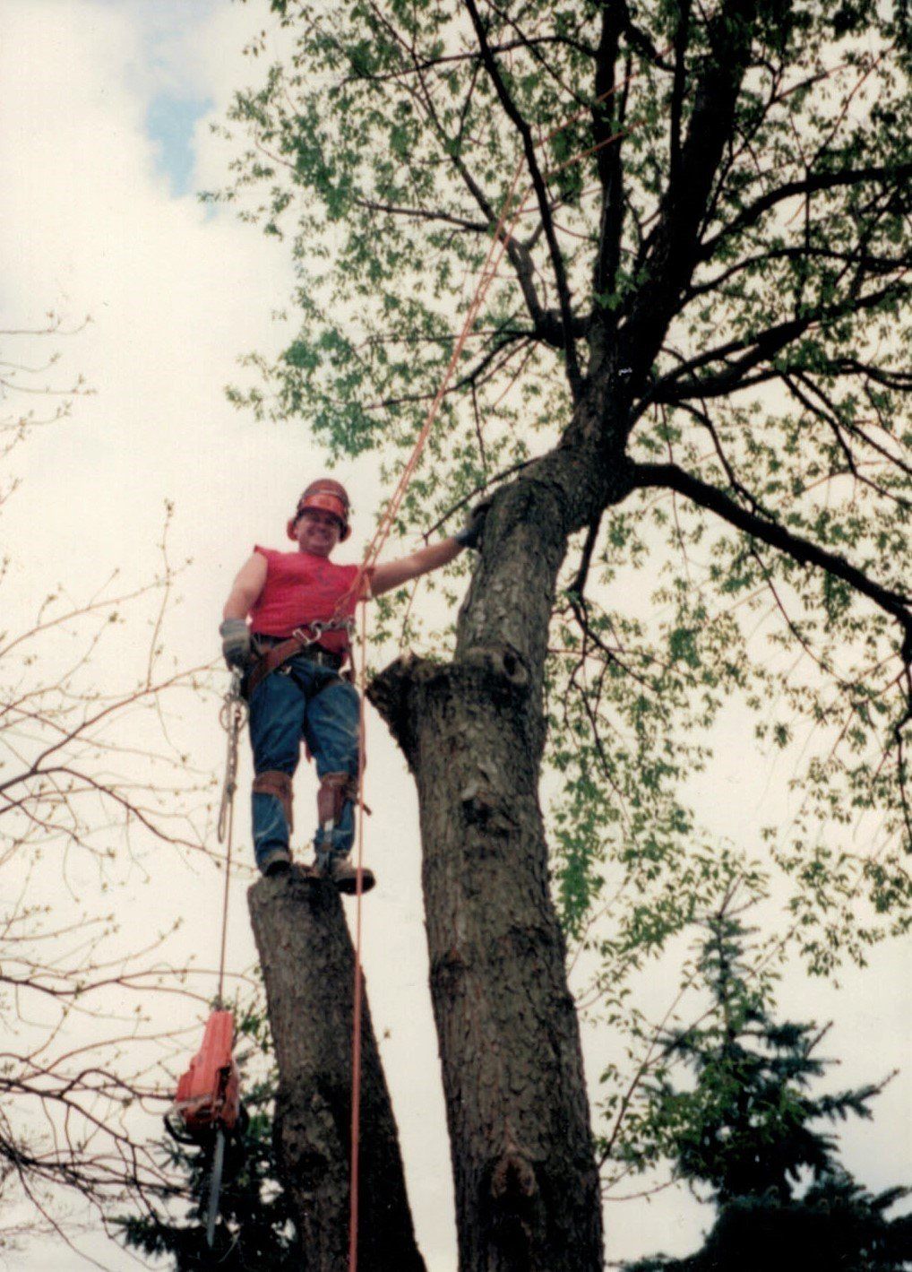 Cutting Tree Branches — Portage, MI — J & B Professional Tree Service, Inc.