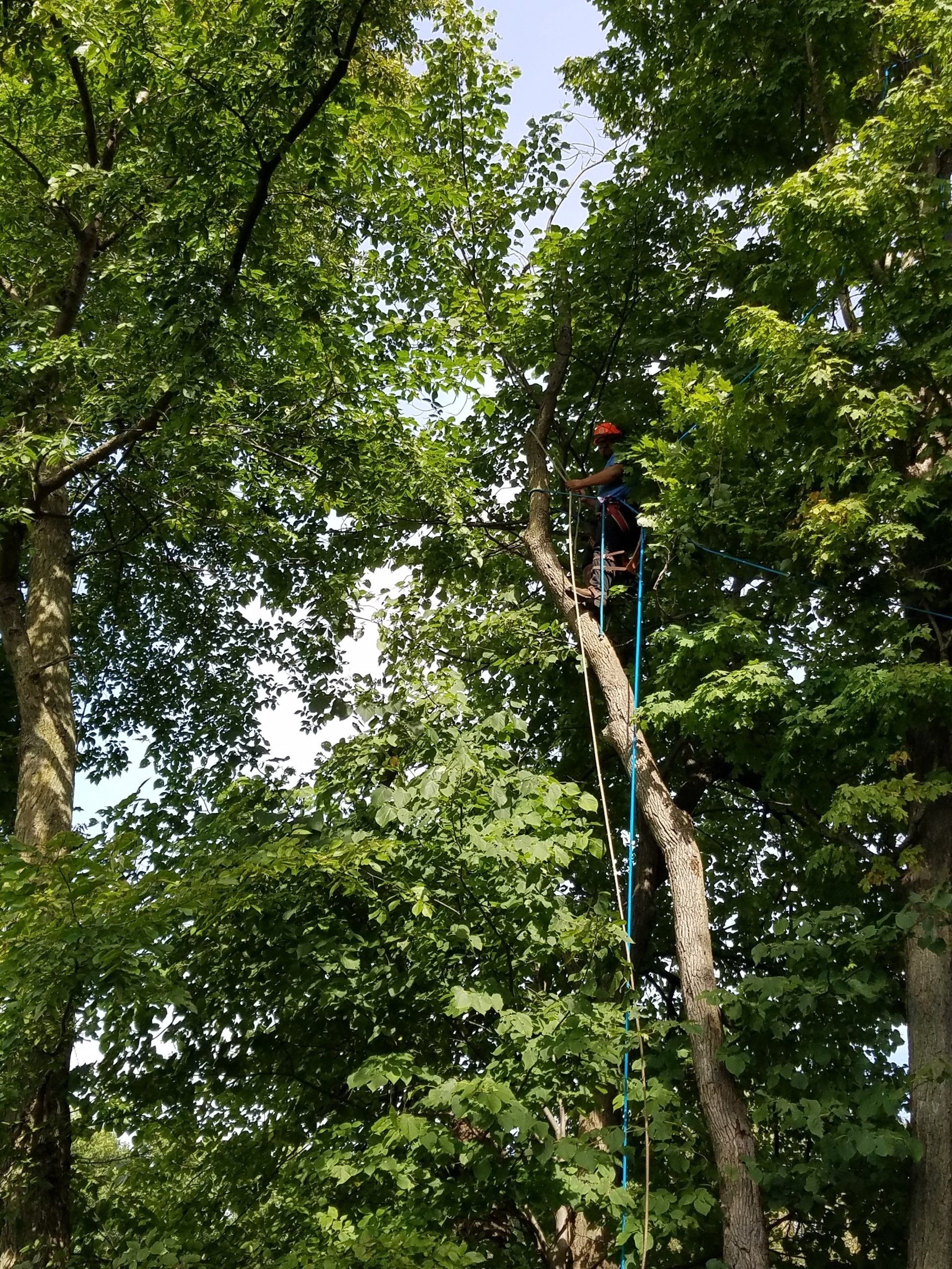 Person on ladder trimming a tall tree's branches on a sunny day.