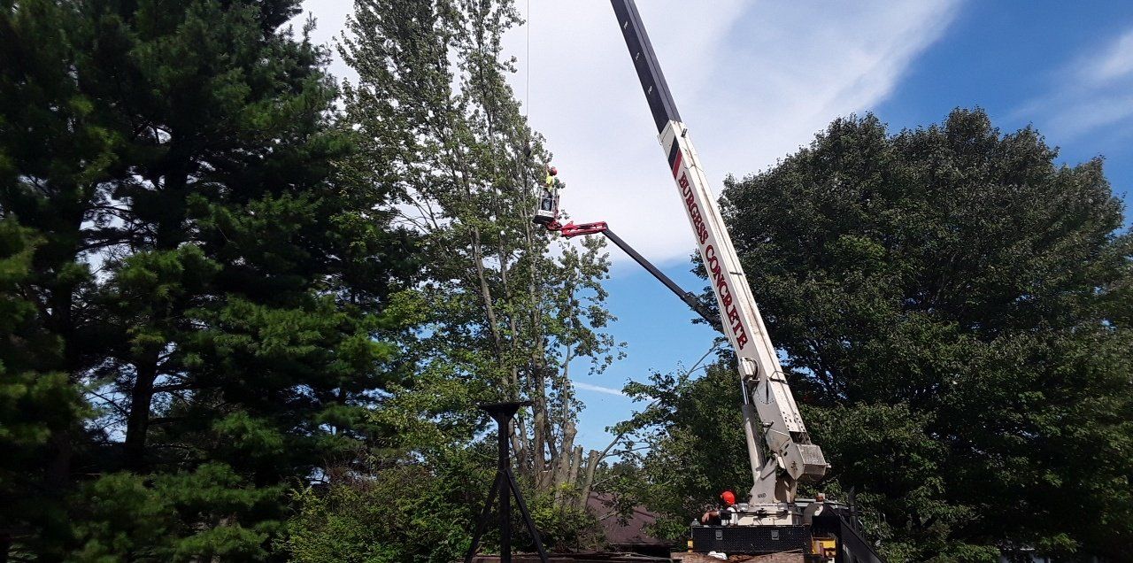A tree being trimmed by a crane on a sunny day.