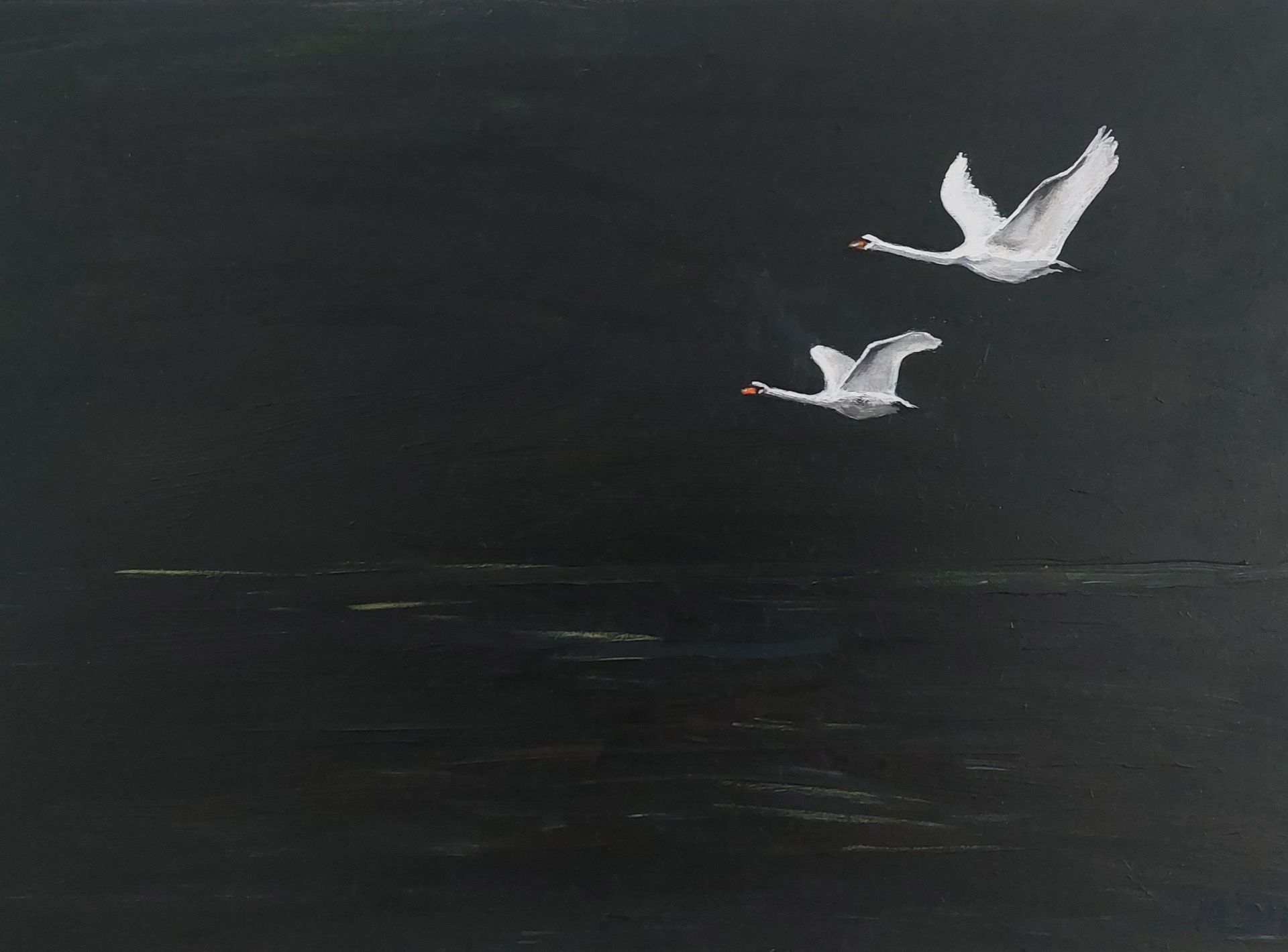 zwanen, monogaam, trouw, loyal, liefde. eeuwige liefde