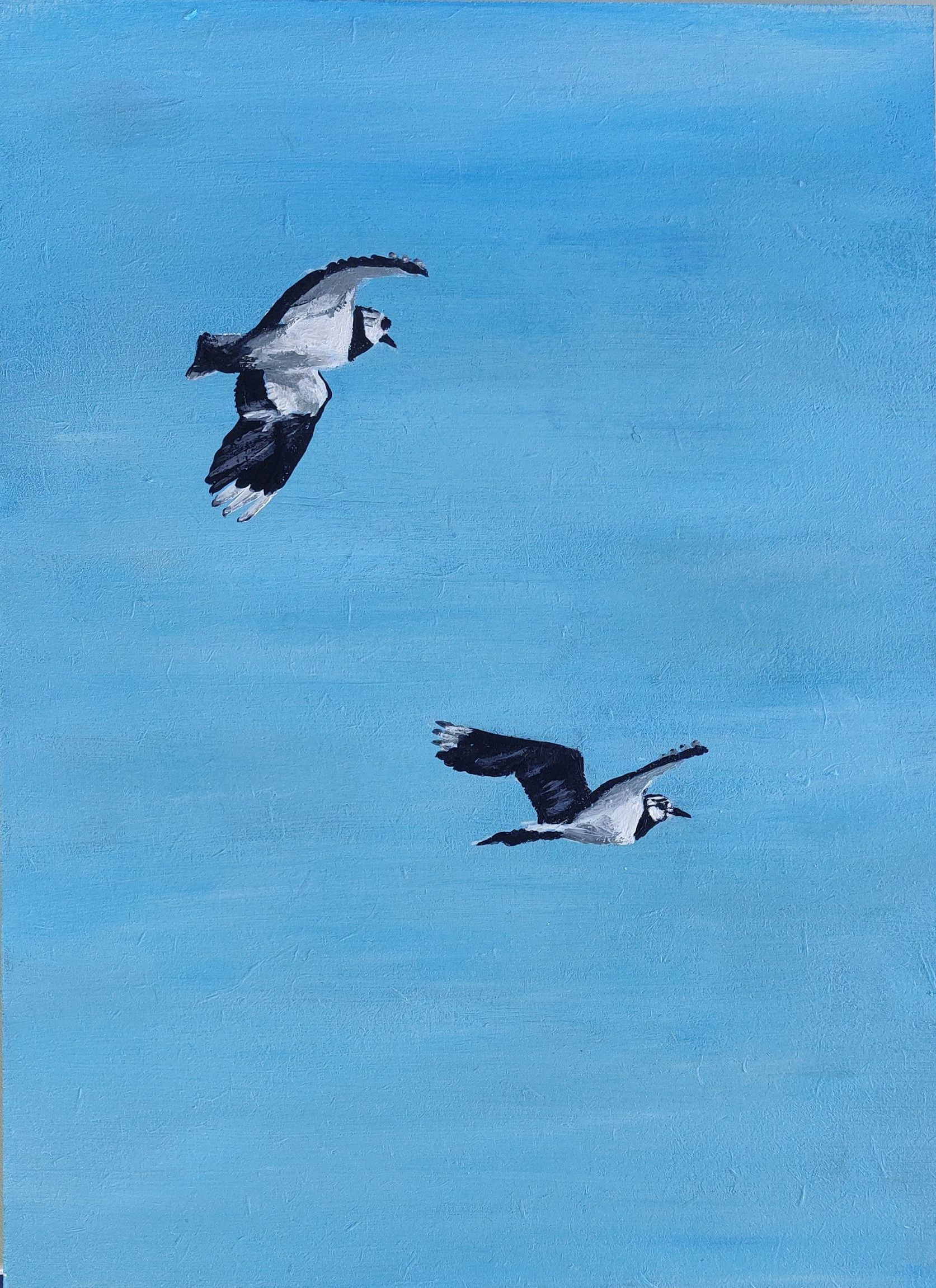 baltsende kieviten, kievit in de lucht, weidevogel