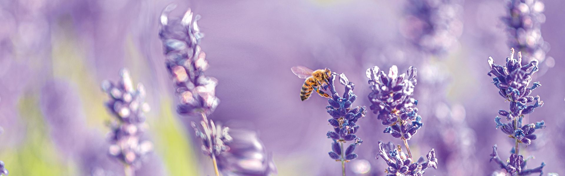A bee is flying over a field of purple flowers.