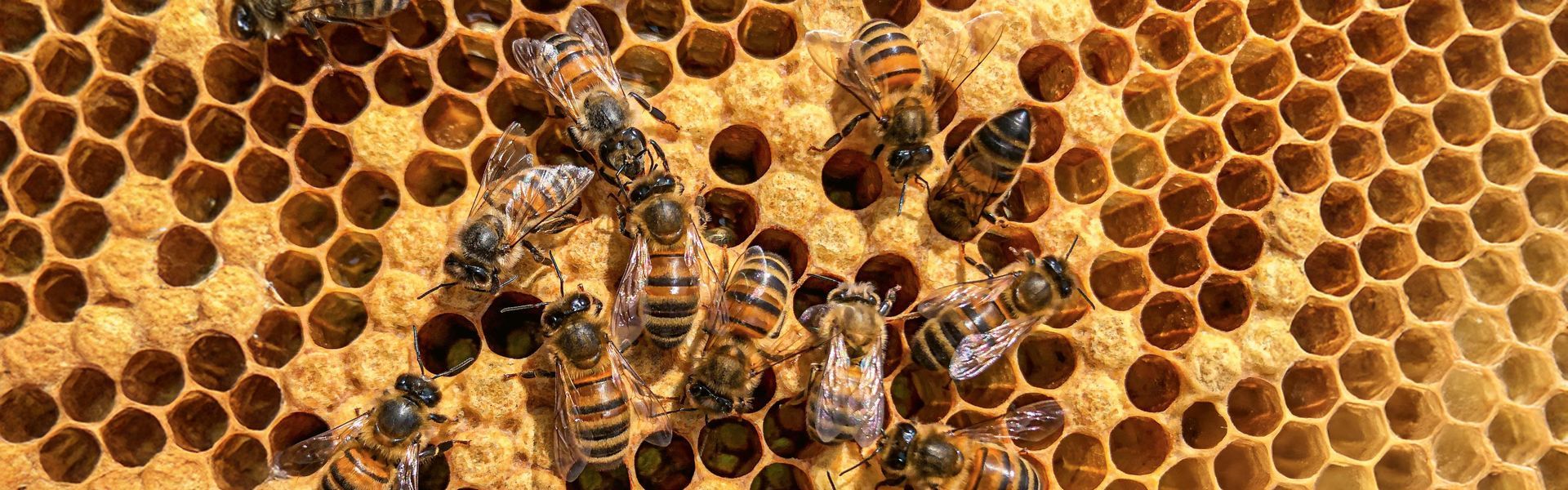 A close up of a honeycomb with bees on it.