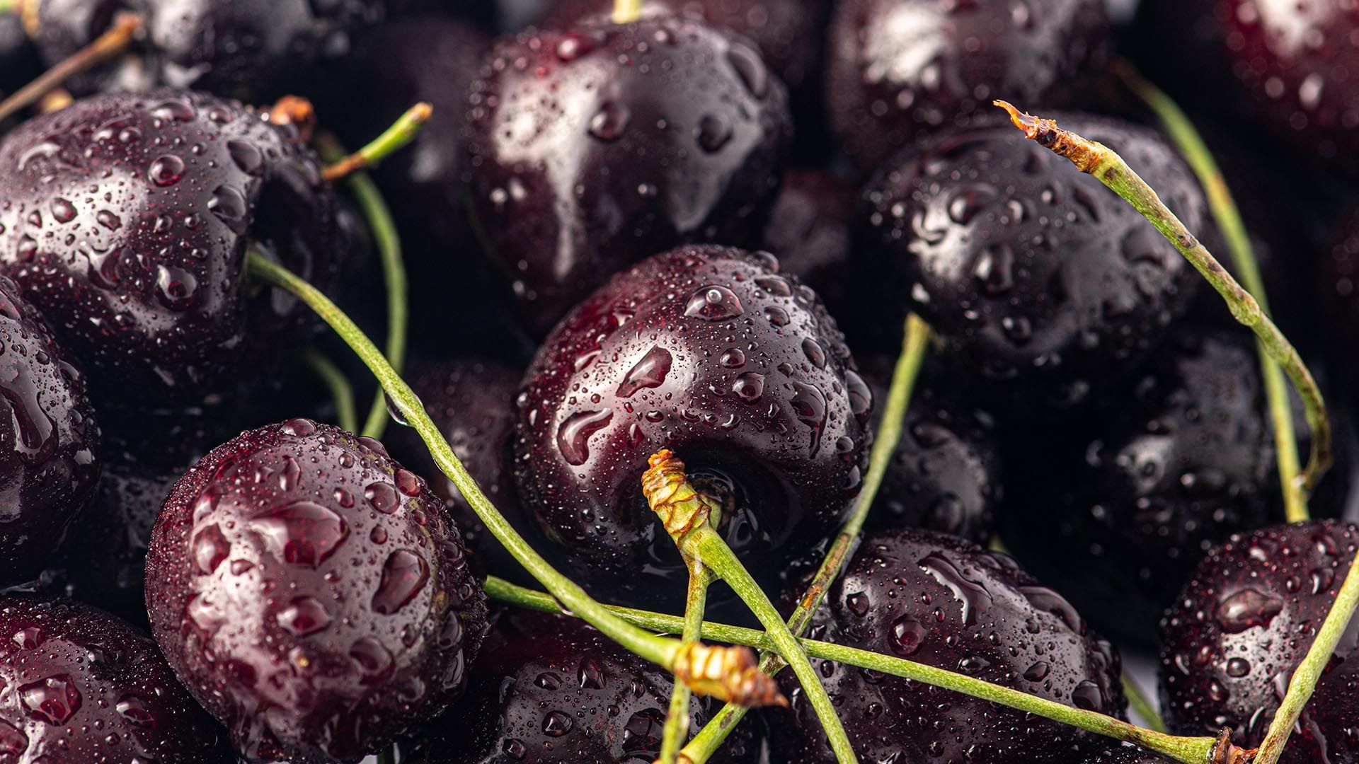 a close up of a pile of cherries with water drops on them .