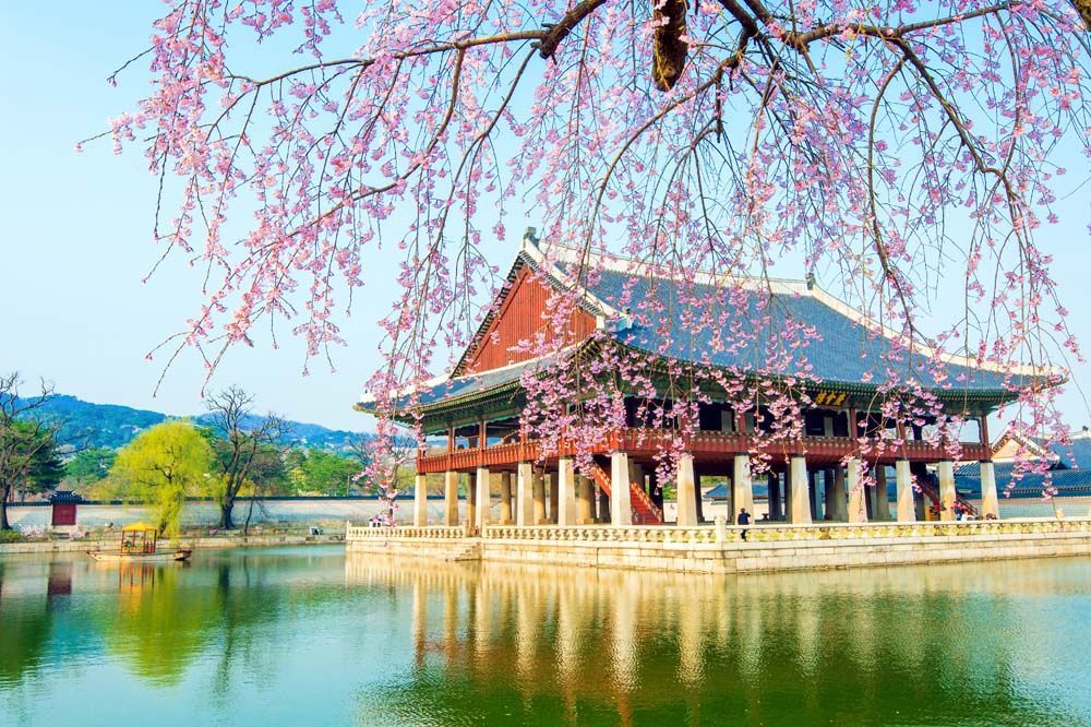 Traditional Korean pavilion on a lake, framed by blooming pink cherry blossoms.