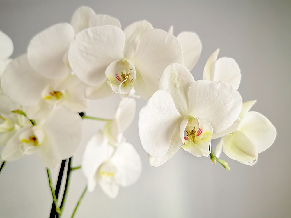 White phalaenopsis orchids blooming on a stem against a pale gray background.