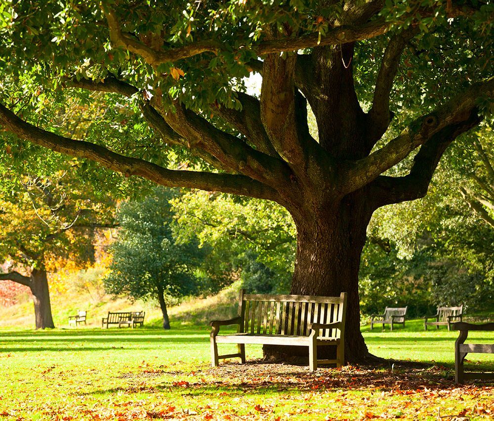 Wooden bench under a large tree in a park, sunlight, green and yellow leaves, other benches in the background.