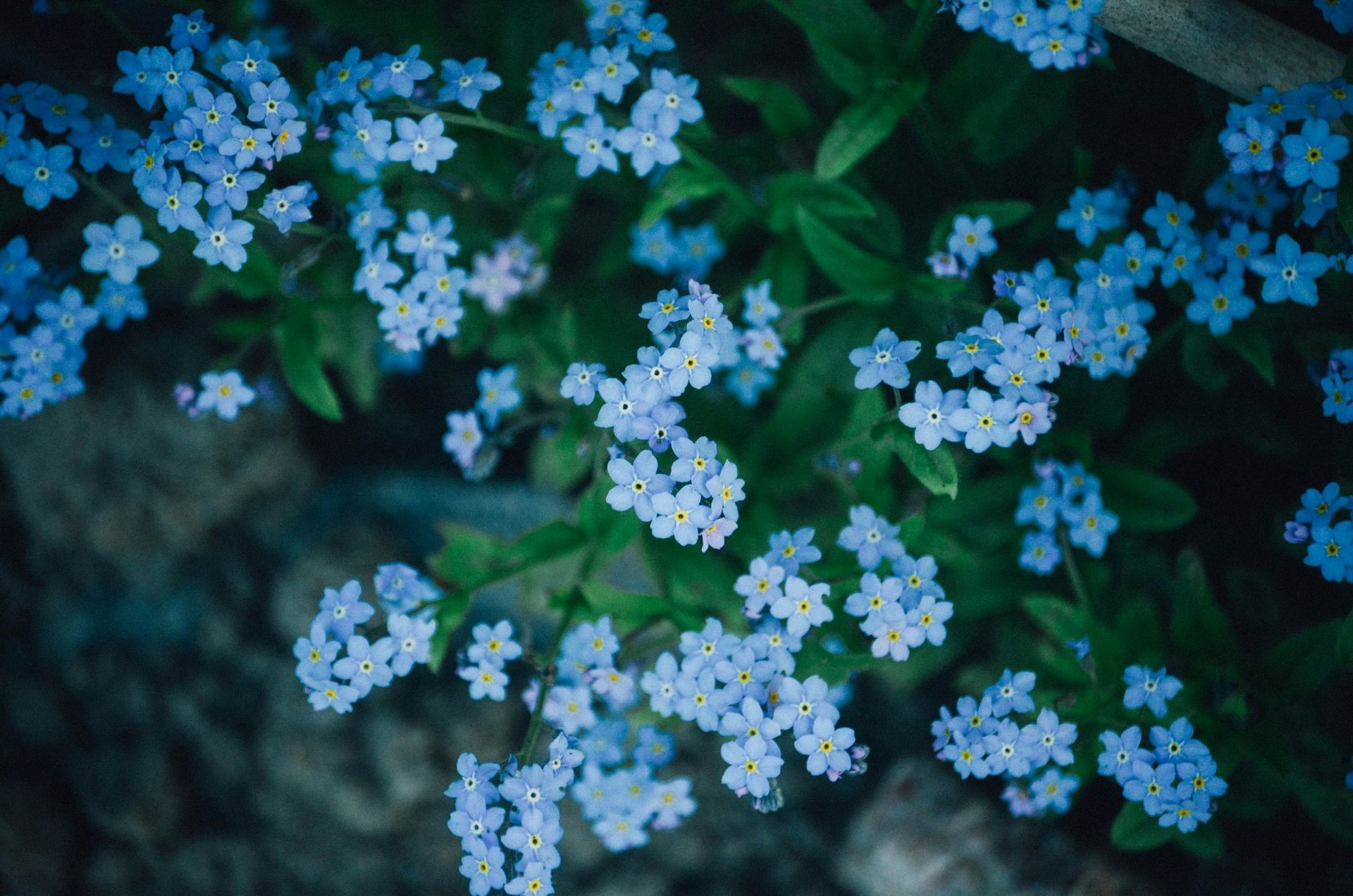 Blue flowers, forget-me-nots.
