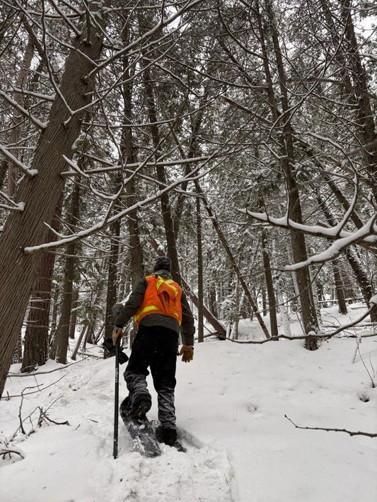 Hiker with orange backpack and snowshoes walking through a snowy forest