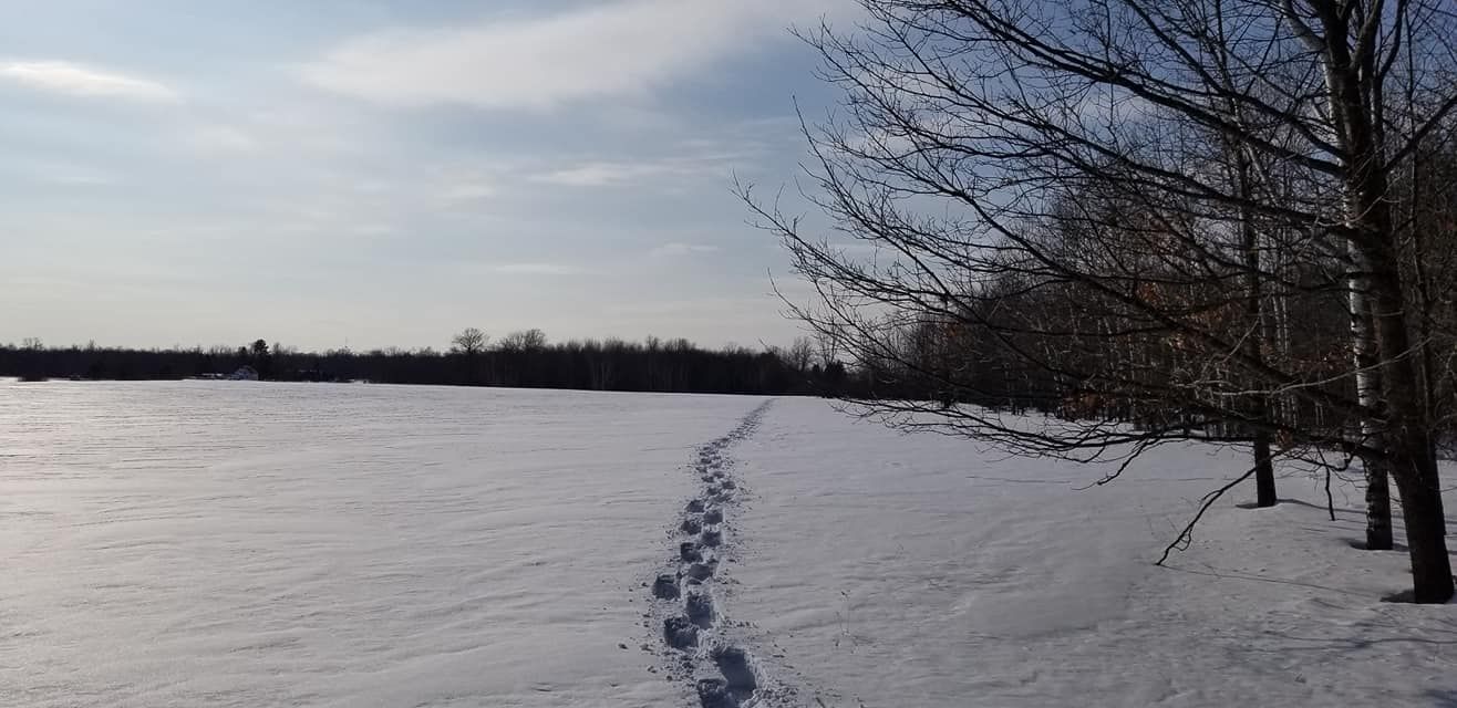Footprints lead through a snow-covered field alongside a line of leafless trees under a bright, partly cloudy sky.