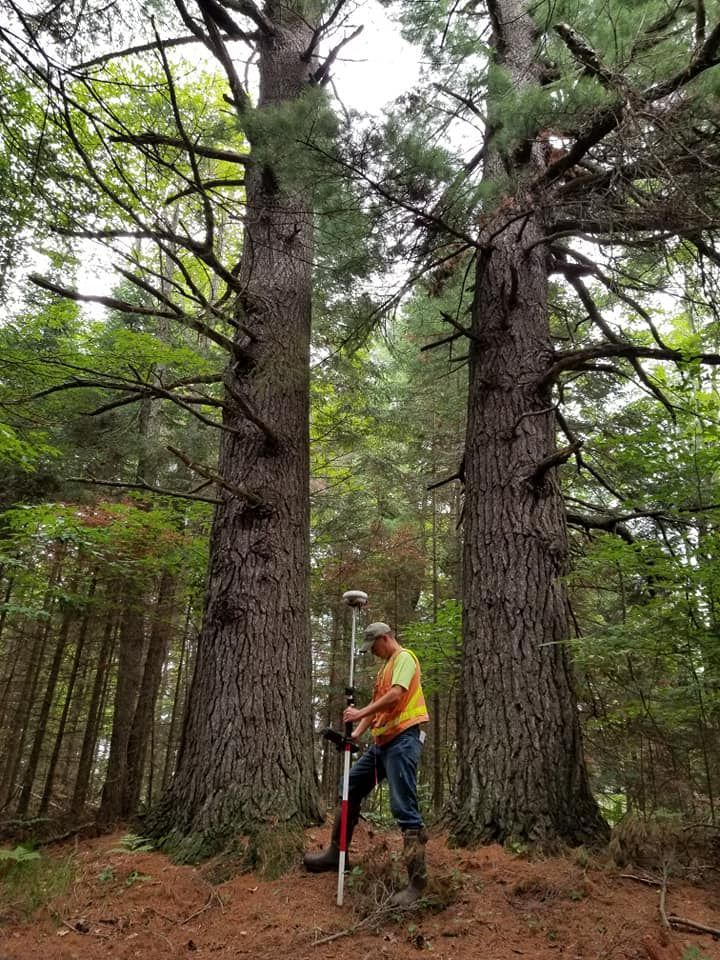 A surveyor in a high-visibility yellow vest uses a GPS pole to measure between two large pine trees in a forest.