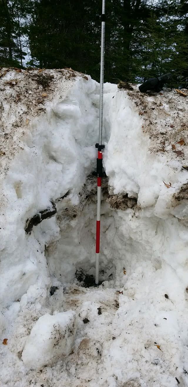 A surveyor's rod placed vertically into a snow pit in a wooded area to measure snow depth.