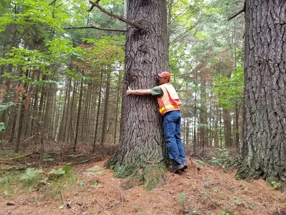 A person in a high-visibility orange vest hugs a large tree trunk in a wooded forest.